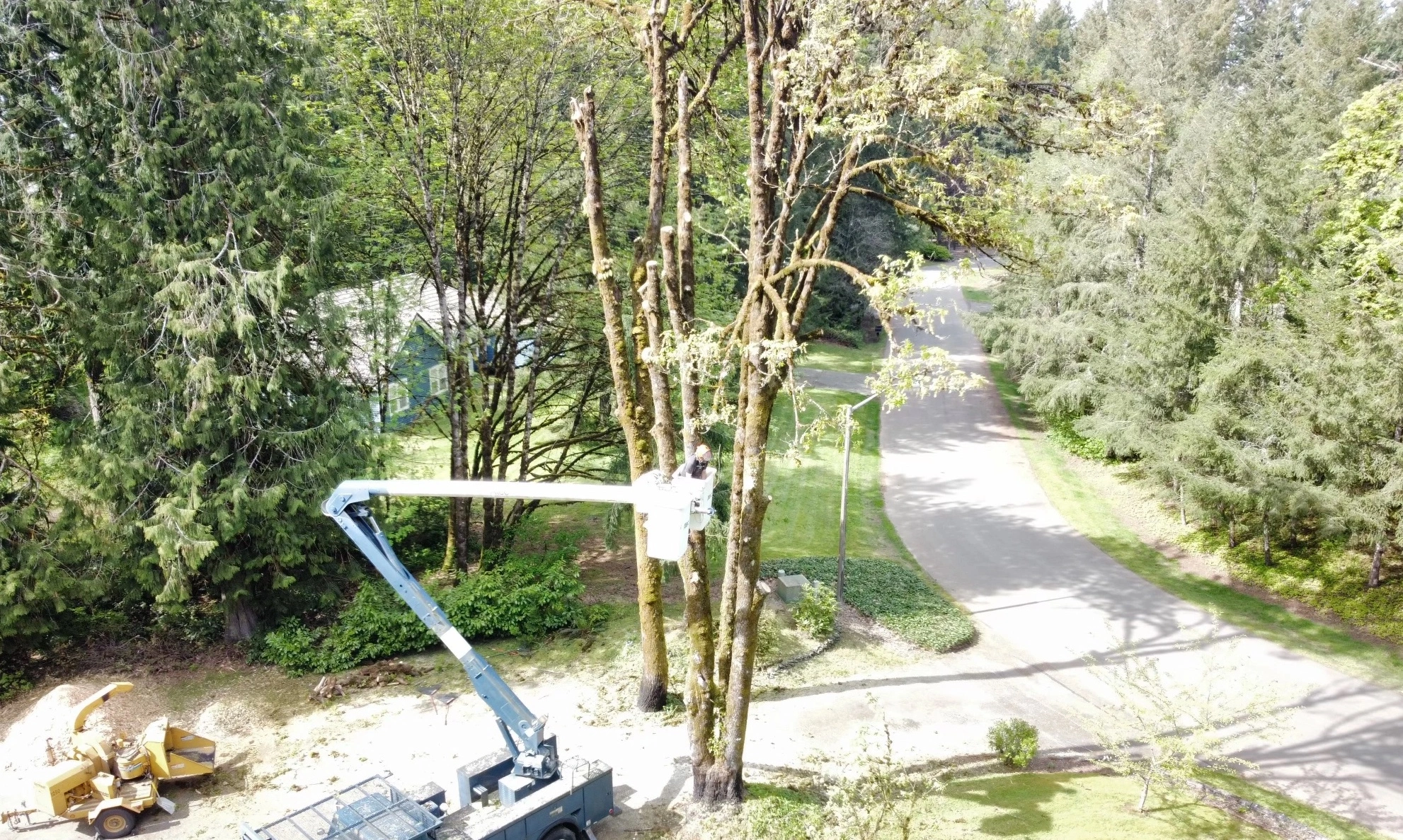 Man on lift cutting tree